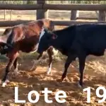 LOTE 019 - 01 BEZERRA GIROLANDA, (IDENTIFICAÇÃO FAL 453 3/4, MÃE GHC 7336, PAI T.272, NASCIMENTO 15/01/2021, PESO 06/06/2022, 195KG E 01 BEZERRA GIROLANDA, (IDENTIFICAÇÃO FAL 462 5/8, MÃE FAL 354 3/4, PAI T.272, NASCIMENTO 04/04/2021, PESO 06/06/2022, 166KG. (TOTAL 02 BEZERRAS GIROLANDAS)