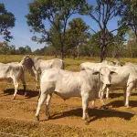 LOTE 035 - 06 ANIMAIS EXPERIMENTAIS RESERVAS, NASCIMENTO OUTUBRO A DEZEMBRO 2020 (IDENTIFICAÇÃO NL 35,  PESO 24/06/2022, 430KG, 01 ANIMAL EXPERIMENTAL RESERVA, (IDENTIFICAÇÃO NL 71, PESO 24/06/2022, 378KG, 01 ANIMAL EXPERIMENTAL RESERVA, (IDENTIFICAÇÃO NL 78, PESO 24/06/2022, 379KG, 01 ANIMAL EXPERIMENTAL RESERVA, (IDENTIFICAÇÃO NL 87, PESO 24/06/2022, 401KG, 01 ANIMAL EXPERIMENTAL RESERVA, (IDENTIFICAÇÃO NL 92, PESO 24/06/2022, 450KG E 01 ANIMAL EXPERIMENTAL RESERVA, (IDENTIFICAÇÃO NL 93, PESO 24/06/2022, 381KG.