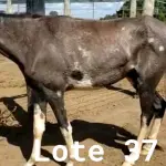 LOTE 037 - 01 EQUINO, (IDENTIFICAÇÃO CAG 17, NOME BOHEMIA, CATEGORIA POTRA, MÃE ROSA, PAI RETRATO, PELAGEM TORDILHA, NASCIMENTO 19/10/2019.