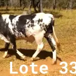 LOTE 033 - 01 ANIMAL PARA ABATE, (IDENTIFICAÇÃO CAG 5720, NASCIMENTO 27/12/2020, SEXO MASCULINO, PESO 24/06/2022, 436KG.