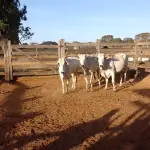 LOTE 007 - 03 VACAS NELORE VAZIAS, (IDENTIFICAÇÃO NLC 020, MÃE SI, PAI SI, NASCIMENTO 2017, PESO 435KG; IDENTIFICAÇÃO NLC 025, PAI SI, MÃE SI, NASCIMENTO 2017, PESO 466KG; IDENTIFICAÇÃO NLC 026, PAI SI, MÃE SI, NASCIMENTO 2017, PESO 392KG).