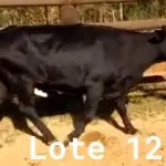 LOTE 012 - 01 VACA GIROLANDA, (IDENTIFICAÇÃO CAG 1817 MÃE CAG 3293, PAI STEWART HO, NASCIMENTO 20/07/2017, REPRODUÇÃO COBERTA, TOURO GALANTE NEL 077, PESO 06/06/2022, 521KG.