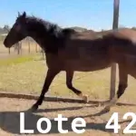 LOTE 042 - 01 EQUINO, (IDENTIFICAÇÃO FAL 584, NOME SN, CATEGORIA ÉGUA, MÃE SL, PAI SL, PELAGEM CASTANHA, NASCIMENTO 2005.