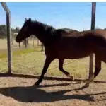 LOTE 042 - 01 EQUINO, (IDENTIFICAÇÃO FAL 584, NOME SN, CATEGORIA ÉGUA, MÃE SL, PAI SL, PELAGEM CASTANHA, NASCIMENTO 2005.