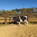 LOTE 011 - 01 VACA GIROLANDA, (IDENTIFICAÇÃO CAG 1217 MÃE CAG 4312, PAI CORAÇÃO, NASCIMENTO 03/05/2017, REPRODUÇÃO COBERTA, TOURO GALANTE NEL 077, PESO 06/06/2022, 417KG.