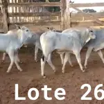 LOTE 026 - 01 BEZERRO NELORE, (IDENTIFICAÇÃO NLN 502, MÃE NLC 065, PAI T-2180, NASCIMENTO 27/09/2021, PESO 06/06/2022, 179KG, 01 BEZERRO NELORE, (IDENTIFICAÇÃO CAG 5721, MÃE 2814, PAI CAMARO F1 ANGUS, NASCIMENTO 02/12/2021, PESO 06/06/2022, 132 KG, 01 BEZERRO NELORE, (IDENTIFICAÇÃO NLN 512, MÃE NLC 026, PAI ZELO AJ, NASCIMENTO 23/12/2021, PESO 06/06/2022, 144 KG E 01 BEZERRO NELORE, (IDENTIFICAÇÃO NLN 514, MÃE NLC 029, PAI ZELO AJ, NASCIMENTO 25/12/2021, PESO 06/06/2022, 144 KG. (TOTAL 04 BEZERROS NELORE)