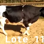 LOTE 011 - 01 VACA GIROLANDA, (IDENTIFICAÇÃO CAG 1217 MÃE CAG 4312, PAI CORAÇÃO, NASCIMENTO 03/05/2017, REPRODUÇÃO COBERTA, TOURO GALANTE NEL 077, PESO 06/06/2022, 417KG.
