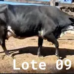 LOTE 009 - 01 VACA GIROLANDA, (IDENTIFICAÇÃO FAL 153 5/8 MÃE GHC 036, PAI FAL 050 5/8, NASCIMENTO 20/07/2015, REPRODUÇÃO PRENHE PP 10/01/2023, TOURO GALANTE NEL 077, PESO 06/06/2022, 645KG.