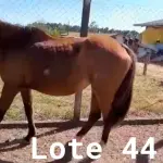 LOTE 044 - 01 EQUINO, (IDENTIFICAÇÃO FAL 623, NOME SN, CATEGORIA ÉGUA, MÃE SL, PAI SL, PELAGEM TORDILHA, NASCIMENTO 2005.