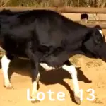 LOTE 013 - 01 VACA GIROLANDA, (IDENTIFICAÇÃO CAG 1818 MÃE CAG 091, PAI STEWART HO, NASCIMENTO 12/05/2018, REPRODUÇÃO COBERTA, TOURO GALANTE NEL 077, PESO 06/06/2022, 566KG.