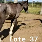 LOTE 037 - 01 EQUINO, (IDENTIFICAÇÃO CAG 17, NOME BOHEMIA, CATEGORIA POTRA, MÃE ROSA, PAI RETRATO, PELAGEM TORDILHA, NASCIMENTO 19/10/2019.