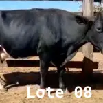 LOTE 008 - 01 VACA GIROLANDA, (IDENTIFICAÇÃO FAL 138 3/4 MÃE GHN 211, PAI LOADED, NASCIMENTO 30/04/2015, REPRODUÇÃO PRENHE PP 14/02/2023, TOURO EMBAIXADOR 5/8 ROL, PESO 06/06/2022, 618KG.