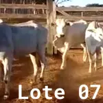 LOTE 007 - 03 VACAS NELORE VAZIAS, (IDENTIFICAÇÃO NLC 020, MÃE SI, PAI SI, NASCIMENTO 2017, PESO 435KG; IDENTIFICAÇÃO NLC 025, PAI SI, MÃE SI, NASCIMENTO 2017, PESO 466KG; IDENTIFICAÇÃO NLC 026, PAI SI, MÃE SI, NASCIMENTO 2017, PESO 392KG).