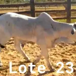LOTE 023 - 01 BEZERRO NELORE, (IDENTIFICAÇÃO CAG 4321, MÃE 4216, PAI THOR NEL 0917, NASCIMENTO 20/10/2021, PESO 06/06/2022, 258 KG.