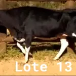 LOTE 013 - 01 VACA GIROLANDA, (IDENTIFICAÇÃO CAG 1818 MÃE CAG 091, PAI STEWART HO, NASCIMENTO 12/05/2018, REPRODUÇÃO COBERTA, TOURO GALANTE NEL 077, PESO 06/06/2022, 566KG.