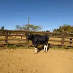 LOTE 013 - 01 VACA GIROLANDA, (IDENTIFICAÇÃO CAG 1818 MÃE CAG 091, PAI STEWART HO, NASCIMENTO 12/05/2018, REPRODUÇÃO COBERTA, TOURO GALANTE NEL 077, PESO 06/06/2022, 566KG.