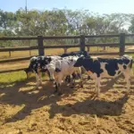 LOTE 029 - 01 BEZERRO GIROLANDO, (IDENTIFICAÇÃO FAL 468 5/8, MÃE FAL 137 3/4, PAI B. CHORAL, NASCIMENTO 21/05/2021, PESO 06/06/2022, 228 KG, 01 BEZERR A GIROLANDO, (IDENTIFICAÇÃO FAL 479 5/8, MÃE FAL 258 3/4, PAI T.272, NASCIMENTO 19/07/2021, PESO 06/06/2022, 187KG, 01 BEZERRO GIROLANDO, (IDENTIFICAÇÃO CAG 2521 3/4, MÃE CAG 1017, PAI SI, NASCIMENTO 07/08/2021, PESO 06/06/2022, 262 KG E 01 BEZERRO GIROLANDO, (IDENTIFICAÇÃO CAG 4721 3/4, MÃE CAG 040, PAI 2317 3/4 HZ, NASCIMENTO 28/10/2021, PESO 211 KG. (TOTAL 04 BEZERROS GIROLANDO)