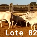 LOTE 002 - 02 VACAS NELORE COM CRIA AO PÉ, (IDENTIFICAÇÃO CAG 0613, MÃE CAG 1036, PAI SI, NASCIMENTO 16/01/2013, PESO 500KG, CRIA AO PÉ IDENTIFICAÇÃO CAG 1722, NASCIMENTO 22/02/2022, PAI SI, SEXO MASCULINO) E (IDENTIFICAÇÃO CAG 8215, MÃE CAG 0254, SI, NASCIMENTO 09/07/2015, PESO 513Kg, CRIA AO PÉ IDENTIFICAÇÃO CAG 722, NASCIMENTO 05/02/2022, PAI THOR NELORE, SEXO MASCULINO)