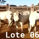 LOTE 006 - 03 VACAS NELORE VAZIAS, (IDENTIFICAÇÃO CAG 2814, MÃE CAG 1022, PAI SI, NASCIMENTO 21/05/2014, PESO 515KG; IDENTIFICAÇÃO CAG 4816, PAI 01 NELORE, MÃE CAG 6911, NASCIMENTO 26/09/2016, PESO 555KG;  IDENTIFICAÇÃO CAG 5616, PAI 01 NELORE, MÃE CAG 1022, NASCIMENTO 12/12/2016, PESO 560KG).