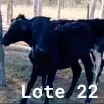 LOTE 022 - 01 BEZERRA GIROLANDA, (IDENTIFICAÇÃO FAL 475 3/4, MÃE GNH 005, PAI MONETÁRY, NASCIMENTO 24/06/05/2021, PESO 06/06/2022, 127,5KG E 01 BEZERRA GIROLANDA, (IDENTIFICAÇÃO FAL 476 5/8, MÃE FAL 153 5/8, PAI BOND CHORAL, NASCIMENTO 10/07/2021, PESO 06/06/2022, 111,0 KG. (TOTAL 02 BEZERRAS GIROLANDAS)
