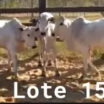 LOTE 015 - 01 NOVILHAS NELORE/ANELORADA, (IDENTIFICAÇÃO NLN 475 MÃE NLC 207, PAI T-2180, NASCIMENTO 06/09/2020, PESO 06/06/2022, 329KG, 01 NOVILHA NELORE/ANELORADA, (IDENTIFICAÇÃO NLN 480 MÃE NLC 022, PAI T-2180, NASCIMENTO 26/09/2020, PESO 06/06/2022, 275KG E 01 NOVILHA NELORE/ANELORADA, (IDENTIFICAÇÃO NLN 486 MÃE NLC 218, PAI T-2180, NASCIMENTO 21/10/2020 PESO 06/06/2022, 307KG. (TOTAL 3 NOVILHAS)