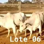 LOTE 006 - 03 VACAS NELORE VAZIAS, (IDENTIFICAÇÃO CAG 2814, MÃE CAG 1022, PAI SI, NASCIMENTO 21/05/2014, PESO 515KG; IDENTIFICAÇÃO CAG 4816, PAI 01 NELORE, MÃE CAG 6911, NASCIMENTO 26/09/2016, PESO 555KG;  IDENTIFICAÇÃO CAG 5616, PAI 01 NELORE, MÃE CAG 1022, NASCIMENTO 12/12/2016, PESO 560KG).