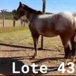 LOTE 043 - 01 EQUINO, (IDENTIFICAÇÃO FAL 633, NOME SN, CATEGORIA ÉGUA, MÃE SL, PAI SL, PELAGEM ROSILHA, NASCIMENTO 2005.