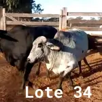 LOTE 034 - 01 ANIMAL PARA ABATE, (IDENTIFICAÇÃO CAG 1510, NASCIMENTO 01/08/2010, SEXO FEMININO, PESO 24/06/2022, 672KG, 01 ANIMAL PARA ABATE, (IDENTIFICAÇÃO UNB 360, NASCIMENTO 05/01/2011, SEXO FEMININO, PESO 24/06/2022, 518KG E 01 ANIMAL PARA ABATE, (IDENTIFICAÇÃO UNB 437, NASCIMENTO 20/10/2016, SEXO FEMININO, PESO 24/06/2022, 562KG.(TOTAL 03 ANIMAIS PARA ABATE)
