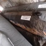 LOTE 053 - 03 ROLOS DE MANTAS BIDINS PARA DRENAGEM COM 04 METRO DE LARGURA (NO ESTADO, NÃO SABEMOS SE FUNCIONA. LEILÃO NÃO TEM GARANTIA E NEM DEVOLUÇÃO).