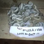 LOTE 047 - 20 MOSQUETÕES GALVANIZADOS (NO ESTADO, NÃO SABEMOS SE FUNCIONA. LEILÃO NÃO TEM GARANTIA E NEM DEVOLUÇÃO).