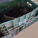 LOTE 195 - 01 LOTE COM VÁRIAS PEÇAS PARA PALETEIRAS. (NO ESTADO, LEILÃO NÃO TEM GARANTIA E NEM DEVOLUÇÃO, SUJEITO A POSSÍVEIS AVARIAS VISÍVEIS/OCULTAS E/OU AUSÊNCIA DE COMPONENTES).