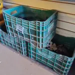 LOTE 195 - 01 LOTE COM VÁRIAS PEÇAS PARA PALETEIRAS. (NO ESTADO, LEILÃO NÃO TEM GARANTIA E NEM DEVOLUÇÃO, SUJEITO A POSSÍVEIS AVARIAS VISÍVEIS/OCULTAS E/OU AUSÊNCIA DE COMPONENTES).