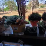 LOTE 240 - VASOS, FLOREIRAS E FLORES ARTIFICIAIS. (NO ESTADO, NÃO SABEMOS SE FUNCIONA. LEILÃO NÃO TEM GARANTIA E NEM DEVOLUÇÃO).