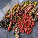 LOTE 234 - VERDURAS E LEGUMES DECORATIVOS, BALCÃO DE MADEIRA E RODINHAS. (NO ESTADO, NÃO SABEMOS SE FUNCIONA. LEILÃO NÃO TEM GARANTIA E NEM DEVOLUÇÃO).