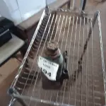 LOTE 194 - 01 MACACO GARRAFÃO. (NO ESTADO) ATENÇÃO! FAZER A VISITAÇÃO ANTES DE ARREMATAR, NÃO SABEMOS SE FUNCIONA. LEILÃO NÃO TEM GARANTIA E NEM DEVOLUÇÃO, SUJEITO A POSSÍVEIS AVARIAS VISÍVEIS/OCULTAS E/OU AUSÊNCIA DE COMPONENTES.