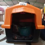 LOTE 521 - 01 CASINHA PARA PET COM COLCHÃO, 01 COMEDOURO, 01 BEBEDOURO E 01 KIT DE BRINQUEDOS. (NOVO) (NO ESTADO) ATENÇÃO! FAZER A VISITAÇÃO ANTES DE ARREMATAR, NÃO SABEMOS SE FUNCIONA. LEILÃO NÃO TEM GARANTIA E NEM DEVOLUÇÃO, SUJEITO A POSSÍVEIS AVARIAS VISÍVEIS/OCULTAS E/OU AUSÊNCIA DE COMPONENTES).
