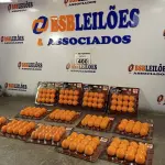 LOTE 400 - 01 LOTE COM VÁRIAS CARTELAS DE REFIL SUPER SHOT “BOLAS”. (NO ESTADO) ATENÇÃO! FAZER A VISITAÇÃO ANTES DE ARREMATAR, NÃO SABEMOS SE FUNCIONA. LEILÃO NÃO TEM GARANTIA E NEM DEVOLUÇÃO, SUJEITO A POSSÍVEIS AVARIAS VISÍVEIS/OCULTAS E/OU AUSÊNCIA DE COMPONENTES.