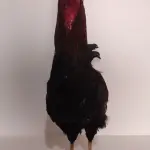 LOTE 025 - TAXIDERMIA GALO ALTURA 60 CM (NO ESTADO)