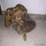LOTE 047 - ESCULTURA COBRA MUITO REAL IMPORTADA INDONÉSIA EM MADEIRA ENTALHADA,  100X50CM VÍDEO NO ZAP DO LEILÃO(NO ESTADO)