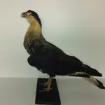 LOTE 024 - TAXIDERMIA GAVIÃO (NO ESTADO)