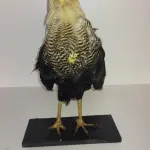 LOTE 024 - TAXIDERMIA GAVIÃO (NO ESTADO)