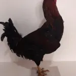 LOTE 025 - TAXIDERMIA GALO ALTURA 60 CM (NO ESTADO)