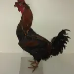 LOTE 025 - TAXIDERMIA GALO ALTURA 60 CM (NO ESTADO)