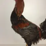 LOTE 025 - TAXIDERMIA GALO ALTURA 60 CM (NO ESTADO)