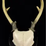 LOTE 058 - RARO CHIFRE DE CERVO SUÍÇO EM RESINA COM BRASÃO EM MADEIRA (30 CM DE ALTURA (NO ESTADO)