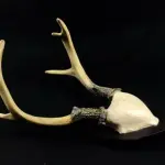 LOTE 058 - RARO CHIFRE DE CERVO SUÍÇO EM RESINA COM BRASÃO EM MADEIRA (30 CM DE ALTURA (NO ESTADO)