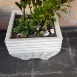LOTE 248 - VAZO COM PLANTA VERDADEIRA ZAMICULCA (NO ESTADO)
