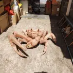 LOTE 243 - RARA E ÚNICA ESCULTURA DE CARANGUEJO IMPORTADA PEÇA RARÍSSIMA  (NO ESTADO)