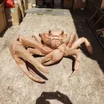 LOTE 243 - RARA E ÚNICA ESCULTURA DE CARANGUEJO IMPORTADA PEÇA RARÍSSIMA  (NO ESTADO)