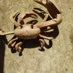 LOTE 243 - RARA E ÚNICA ESCULTURA DE CARANGUEJO IMPORTADA PEÇA RARÍSSIMA  (NO ESTADO)